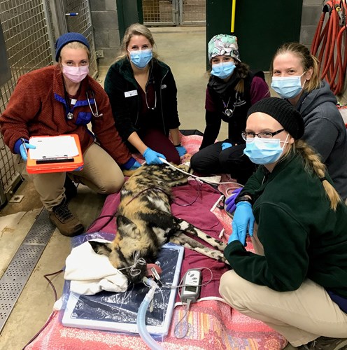 CVM students and veterinary staff at the Binder Park Zoo checking up on an African hunting dog